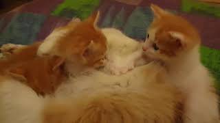 Mother cat and kittens hijack my bed 😂#shorts by Tommy and Family 227 views 2 years ago 31 seconds