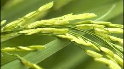 Nondeterministic Finite Automata (Practice)