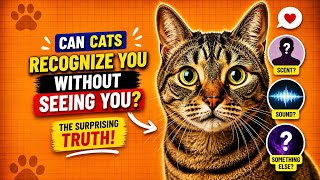 Can Cats Recognize You Without Seeing You? The Surprising Truth!