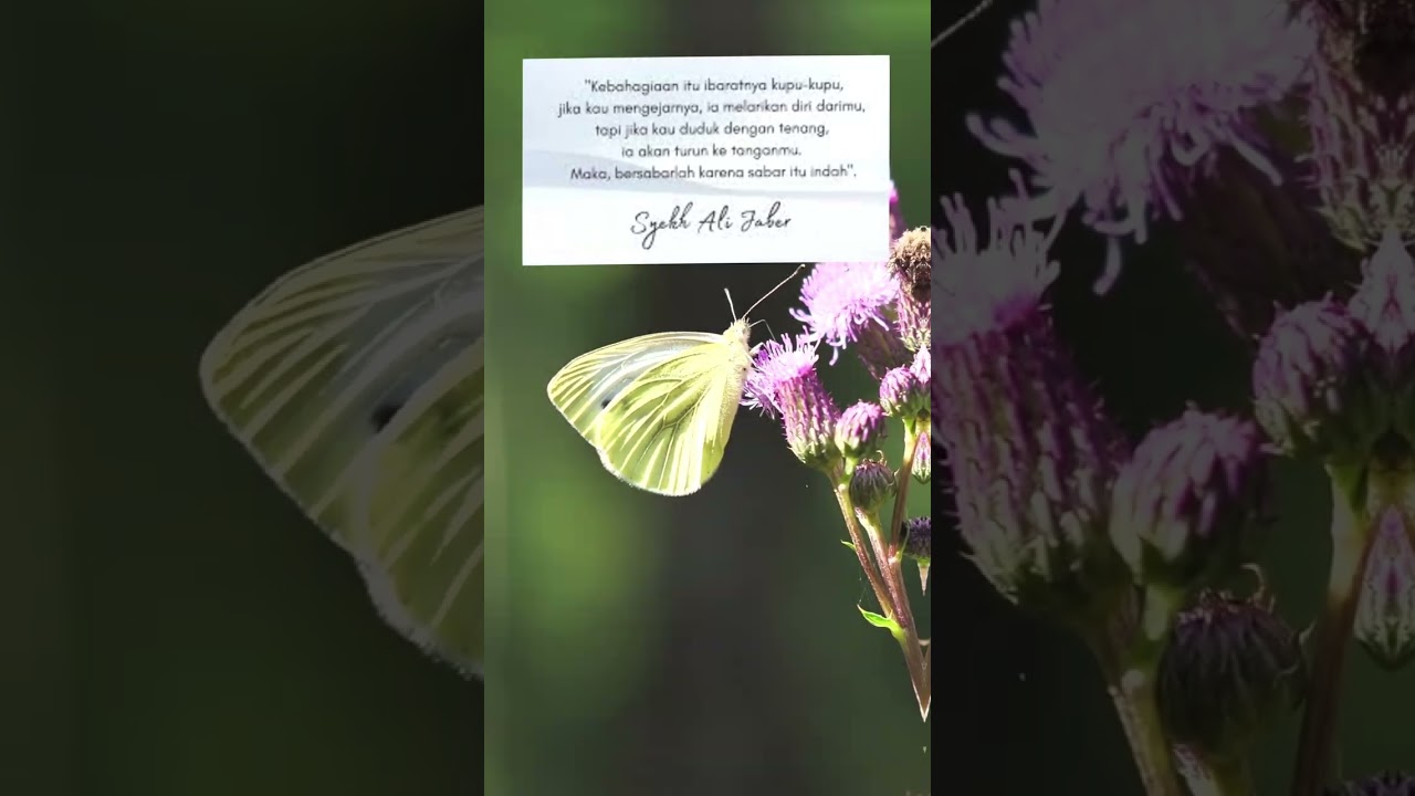 ibarat kupu kupu quote shorts YouTube