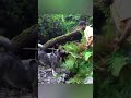 mid jungle harmless survival #survival #forageharvest #bushcraft      #forageharvest