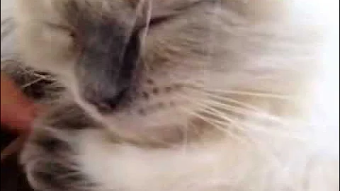 Watch the video about Himalayan kitten purring NON-STOP