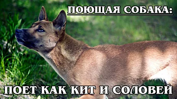 НОВОГВИНЕЙСКАЯ ПОЮЩАЯ СОБАКА: Древняя порода диких собак – родственница динго | Породы собак