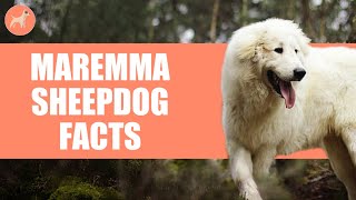 Maremma Sheepdog: Dog Breed: 5 Amazing Facts You Must Know