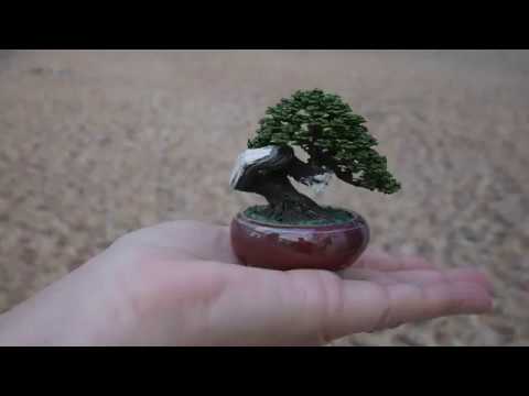 Worlds smallest Bonsai tree