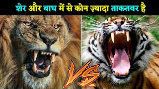 ? शेर और बाघ ? में से कोन ज़्यादा ताकतवर है – ? Tiger VS Lion ? || #shorts #tiger #lion #vs