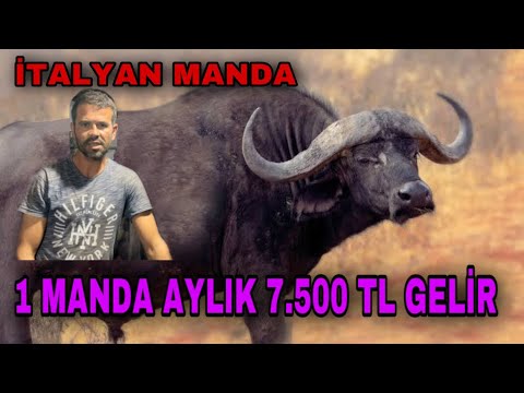 20 MANDA 50 İNEKTEN DAHA ÇOK PARA KAZANDIRDI ~ SÜTÜ ÇOK DEĞERLİ