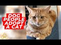 Dog People Reluctantly Adopt a Cat. See How That Turned Out.