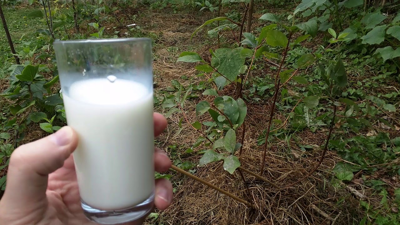 How to spray milk/water mixture against the powdery mildew without any