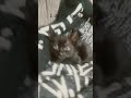 I do the trend #Kitten #Baby #Cute