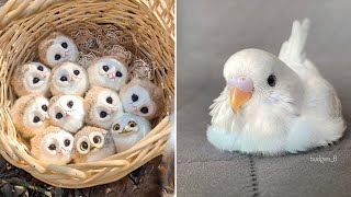 Baby Animals 🔴 Funny Parrots and Cute Birds Compilation (2023) Loros Adorables Recopilación #5