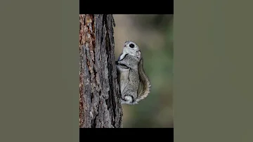 Обыкновенная летяга