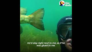 Finding Gods Love in a Fish | Gods Animal Kingdom