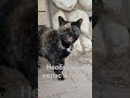 #cats #cat #shorts #shortsvideo #shortsyoutube  #video #peat