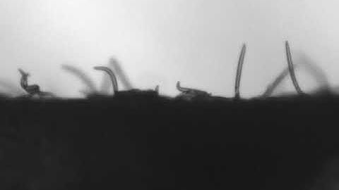 Nictating Nematode C. Elegans Host Seeking Behavior