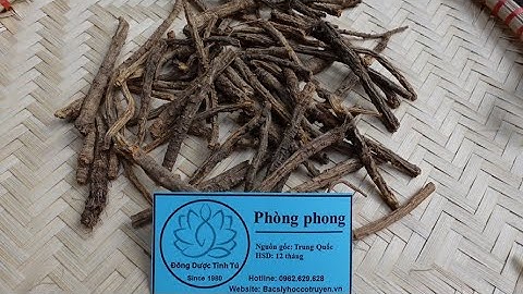 PHÒNG PHONG: Vị thuốc cổ truyền chuyên trị gió