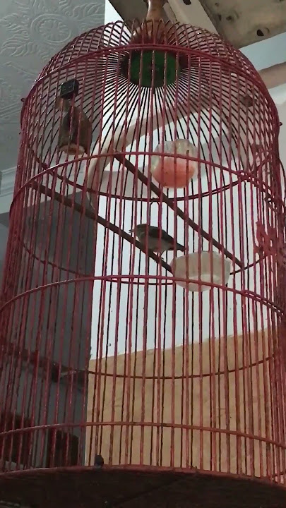 burung kemade kersem trotolan gacor