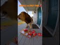 Animals vs Spicy Food - Their Reactions Are INSANE! 😱