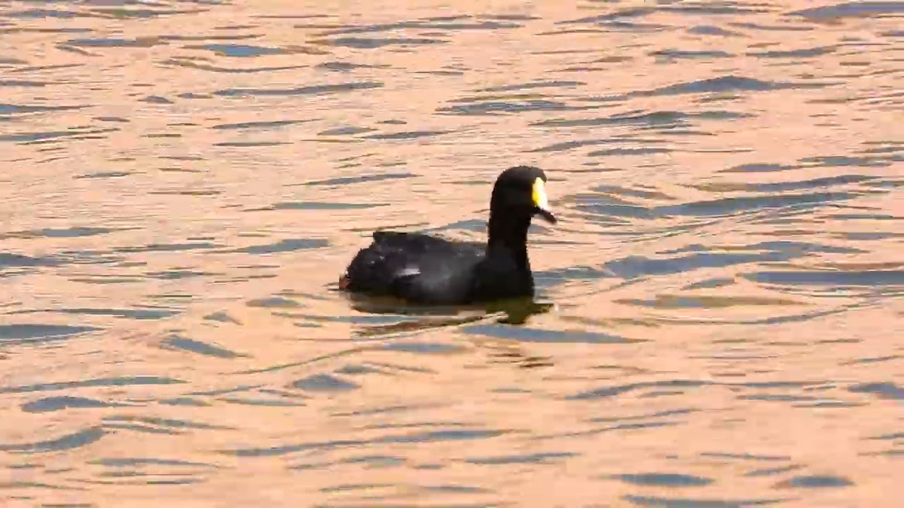 Gallareta Gigante ( Fulica gigantea )
