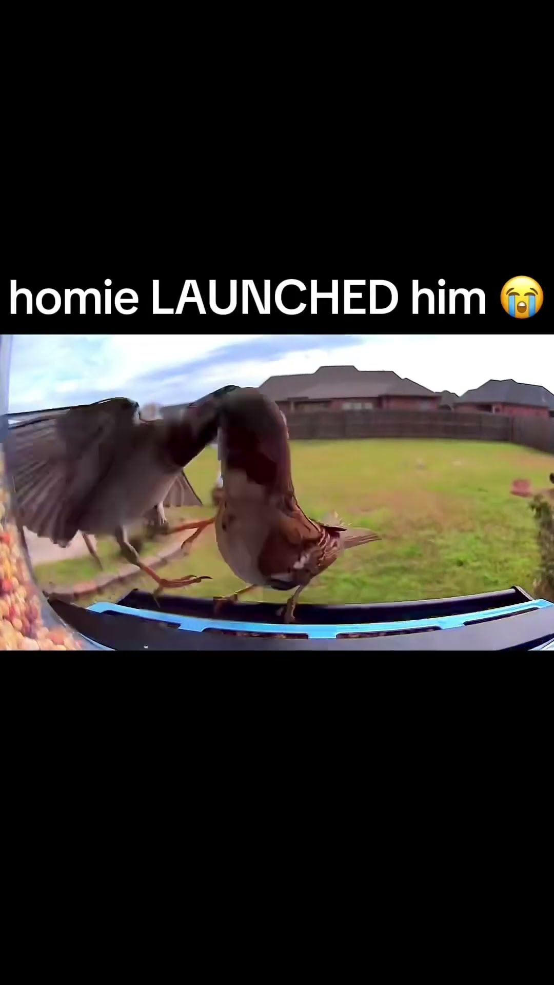 Birds are Evil