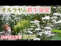 【オルラヤ】白花の群生効果/庭のベースを作る宿根草８種*１０年以上生育中で管理が楽な植物/ネコと庭とガーデニング