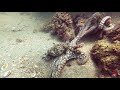 Mating Octopus Encounter in San Diego