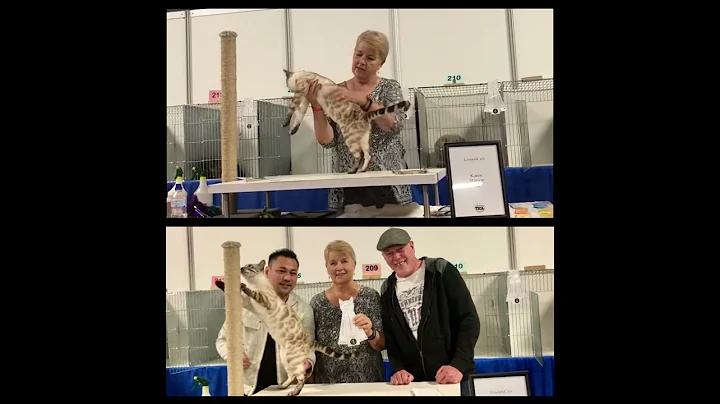 Watch the video about Silver Snow Lynx Bengal