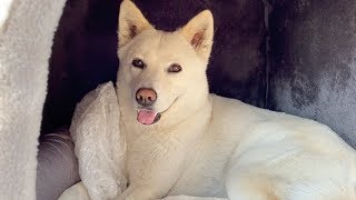 [ENG] Stay home with Jindo dog (quarantine vlog)