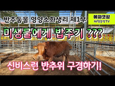 반추동물영양생리 제1부( Ruminant Nutrition and Physiology, Part I)