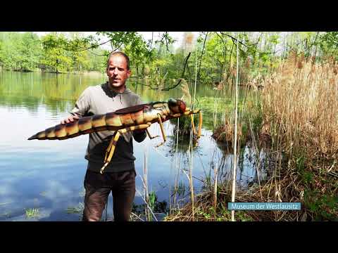 Video: Was ist der Unterschied zwischen einer Damselfly und einer Libelle?