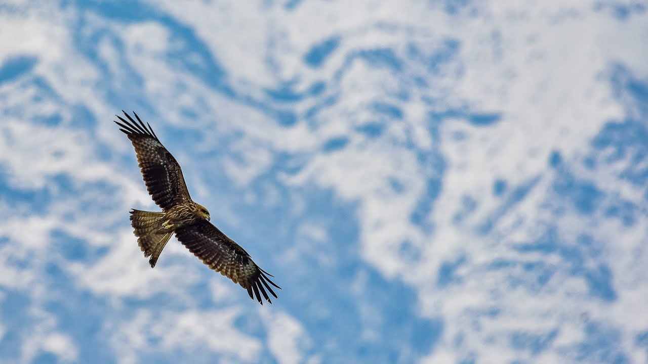 My humble tribute to our nation's incredible wildlife! | Ahmed Omar | 79th Independence Day | 