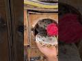 قص عسل النحل البلدي قص عسل النحل البلدي