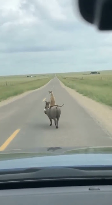 Timon and Pumba #funny #funnyvideo #fypシ