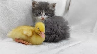 A very cute kitten bites a duckling😍💕 by Funny Pets 1,590 views 9 months ago 1 minute, 12 seconds