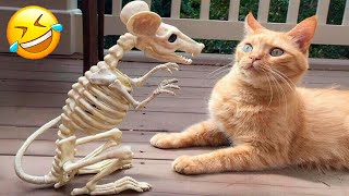 Funniest Animals 😄 New Funny Cats and Dogs Videos 😹🐶 2024 Part 36