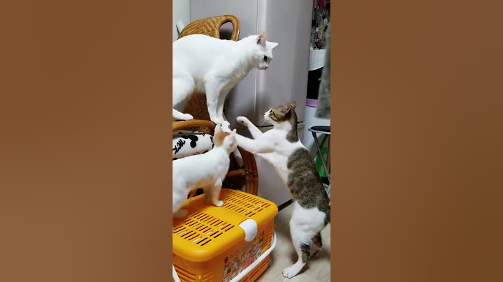 猫のケンカに仲裁が入って…