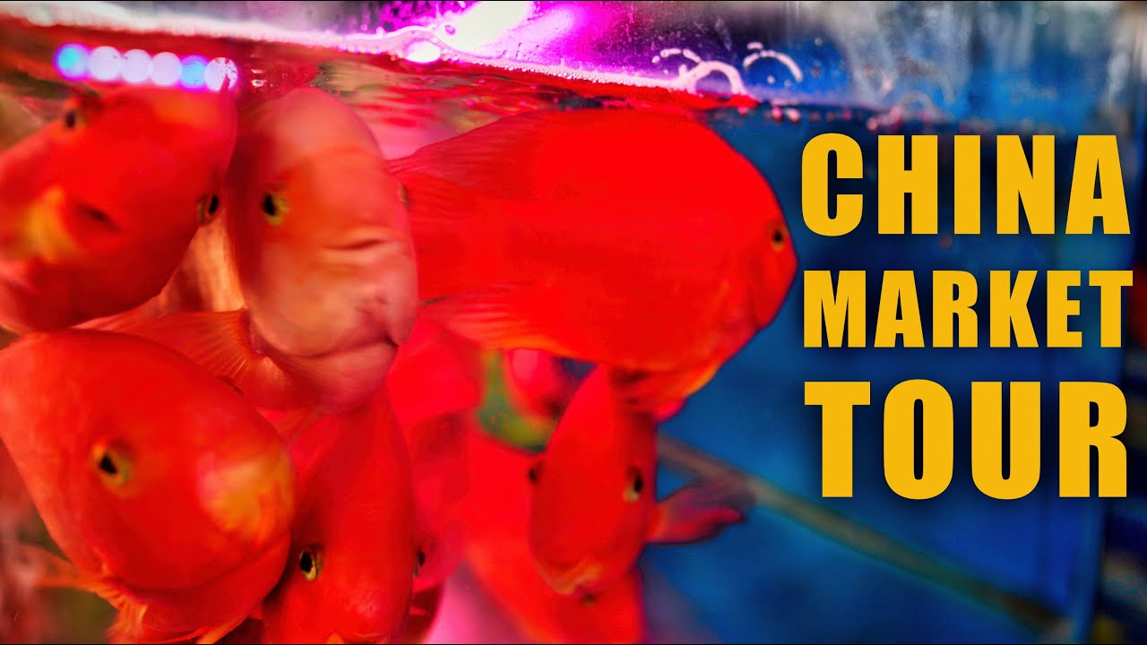 China Market Walking Tour - Beijing Flower & Fish Market Walk (4K)