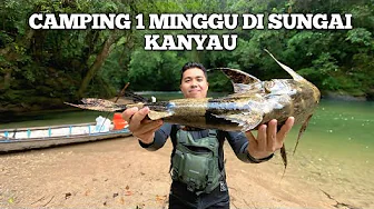 Camping Fishing 1 Minggu Hujan Deras di Sungai Kanyau Pertualangan dalam hutan masak makan ikan