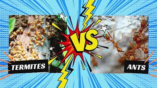 Termites Vs Ants How To Identify And Protect Your Home