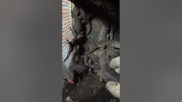 Khám phá chuồng tắc kè khủng , cấm chơi tại nhà , 0913398911