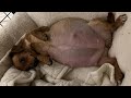 Heartbreaking journey of abandoned pregnant mama dog giving birth and fighting strong for her babies