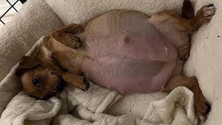 Heartbreaking journey of abandoned pregnant mama dog giving birth and fighting strong for her babies