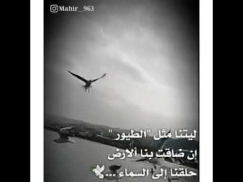 ليتني طائر في السماء