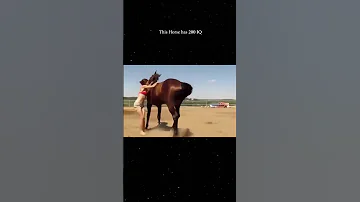 ये घोडा इतना Viral क्यों हो रहा है 🐎