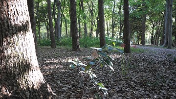 LUMIX GH5 HLG/HDR test 11(not HDR ver for compare)