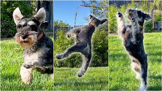 Mini Schnauzer Doing ACROBATICS With Cat Toy by Scotty the Schnauzer 775 views 11 months ago 1 minute, 39 seconds