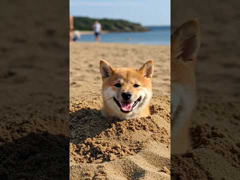 柴犬ラッキーの海水浴日記ワン🌊 Lucky’s Beach Day Diary #柴犬 #柴犬子犬 #shibainu