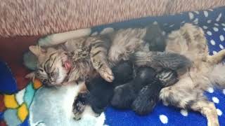 Adorable Persian Cat With Her 12 Days Old 5 Kittens