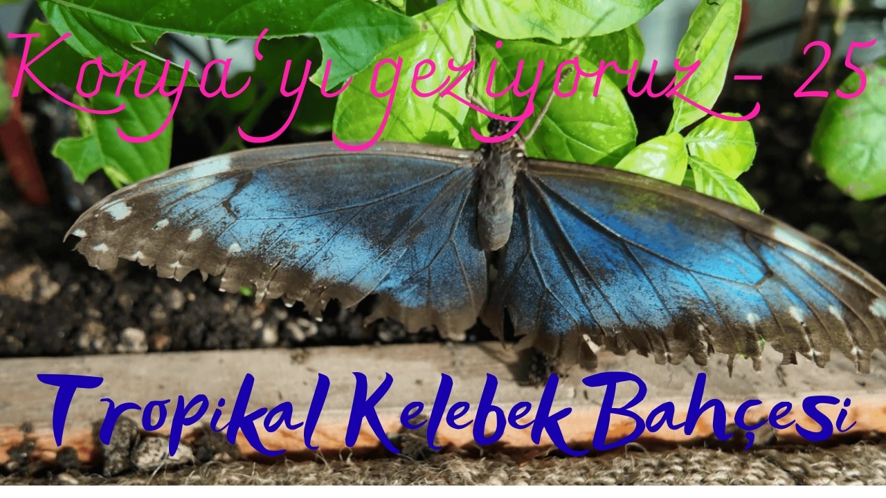 Konya'yı geziyoruz -  25   (Konya Tropikal Kelebek Bahçesi)