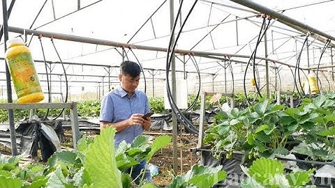 Chuyển đổi số thúc đẩy hiệu quả sản xuất nông nghiệp | THLC